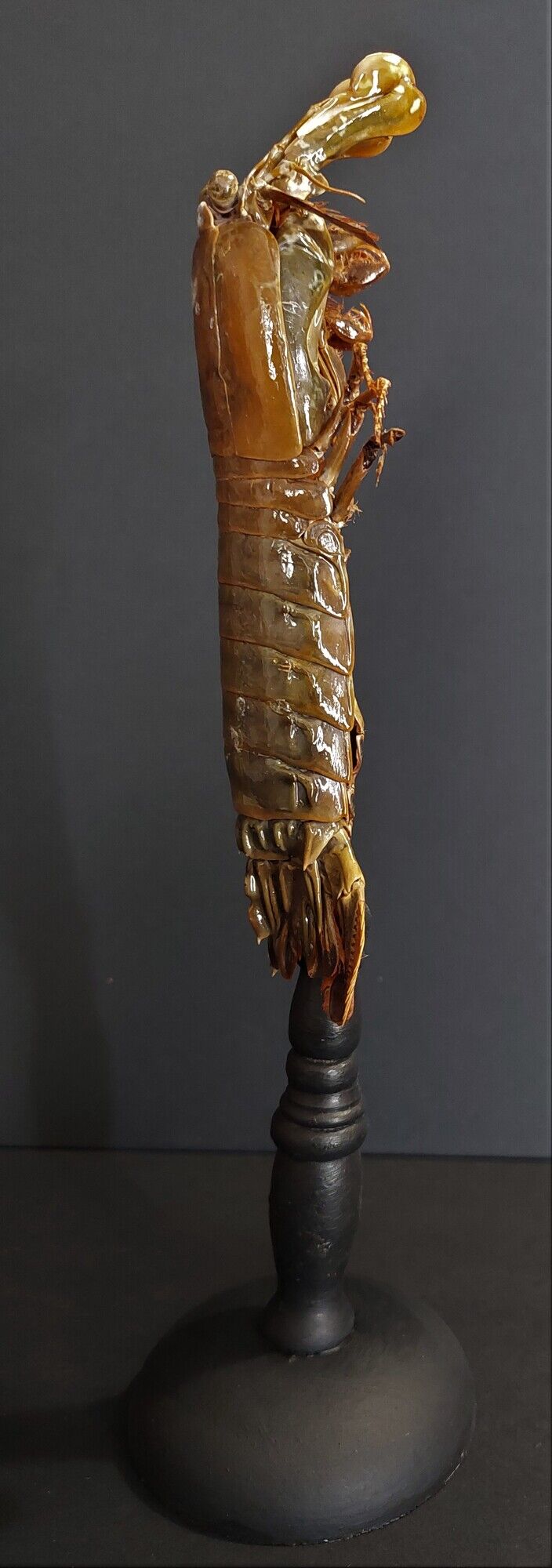 Cabinet of Curiosities haptosquilla trispinosa squille on pedestal