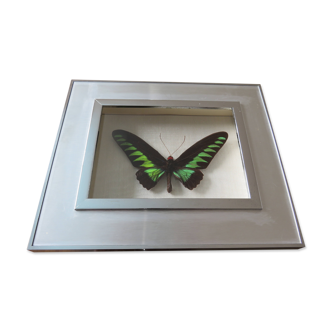 Frame Butterfly Ornithoptera Brookiana buck taxidermy