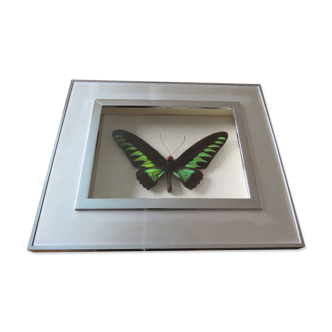 Cadre papillon Ornithoptera Brookiana male taxidermie