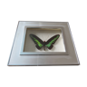 Frame Butterfly Ornithoptera Brookiana buck taxidermy