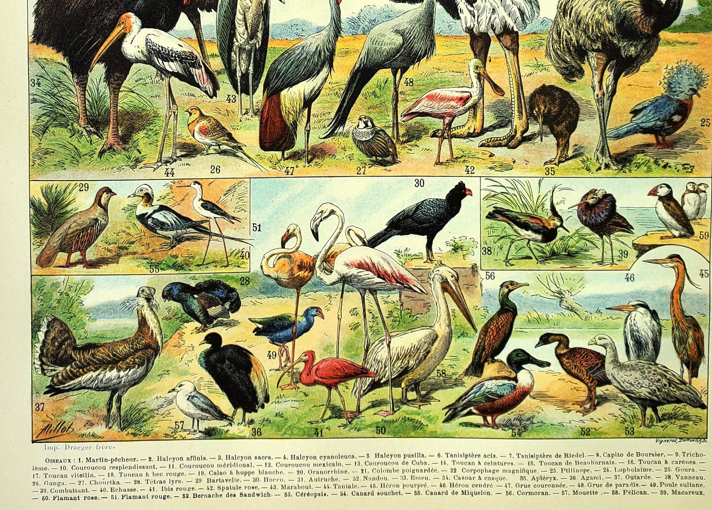 Antique engraving 1897 A. Millot - Birds 3, species