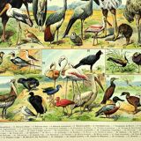 Gravure ancienne 1897 A. Millot - Oiseaux 3, espèces
