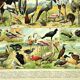 Gravure ancienne 1897 A. Millot - Oiseaux 3, espèces