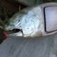 Vintage ICPMO fish tray