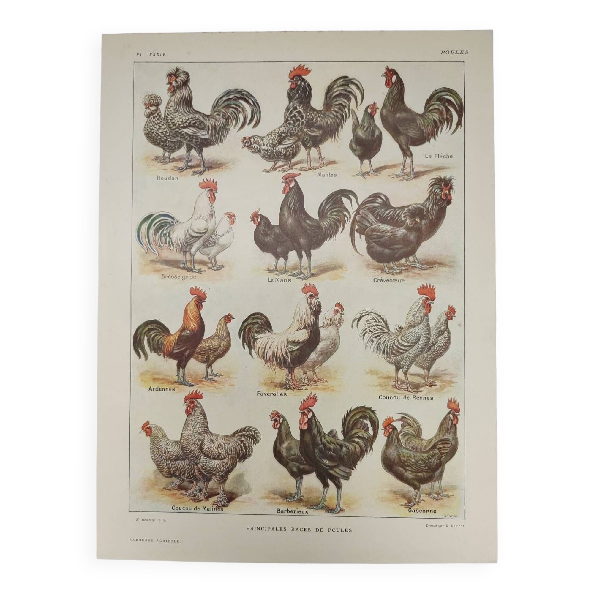 Original engraving from 1922 - Hens and rooster (1) - Old peasant board