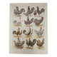 Original engraving from 1922 - Hens and rooster (1) - Old peasant board