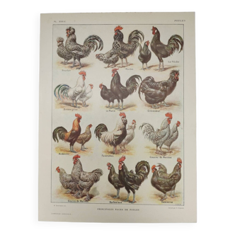 Original engraving from 1922 - Hens and rooster (1) - Old peasant board