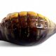 Mid-Century Vallauris “Sea Shell” Vide-Poche / Catchall, France, 1950s