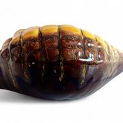Mid-Century Vallauris “Sea Shell” Vide-Poche / Catchall, France, 1950s