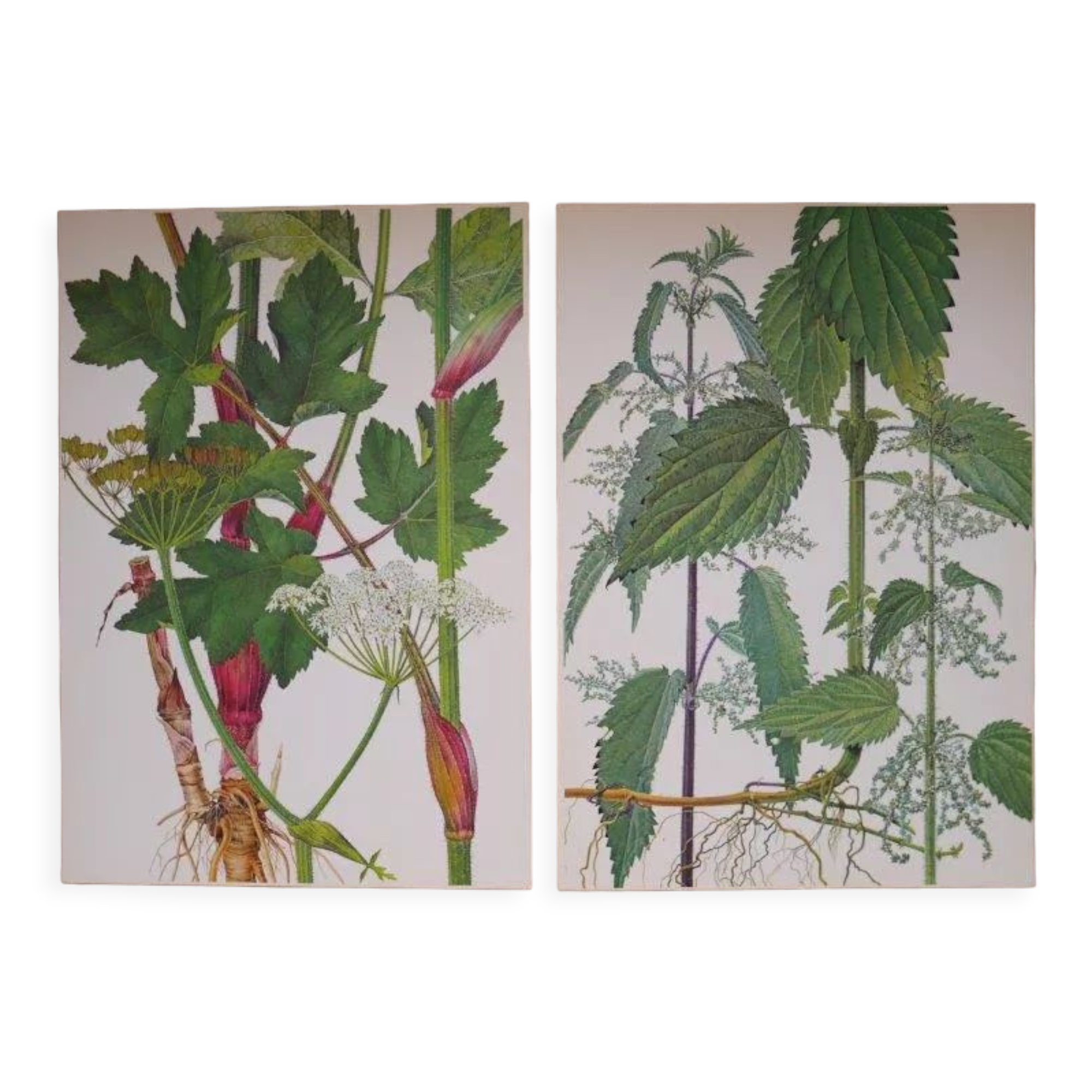 Set of 2 botanical boards Geigy