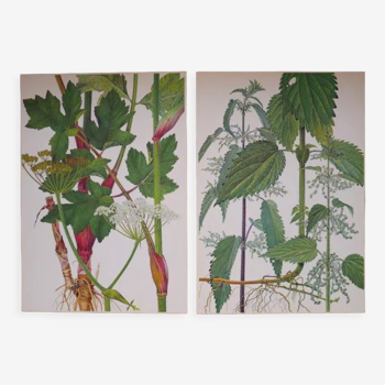 Set of 2 botanical boards Geigy
