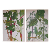 Set of 2 botanical boards Geigy