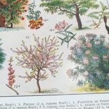 Lithograph on garden trees "locust"