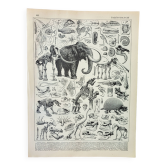 Gravure ancienne 1898, Paléontologie 2, préhistoire • Lithographie, Planche originale