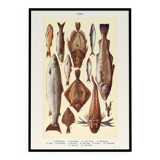 Poster about fish, based on an old lithograph from 1923.