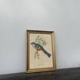 Ornithological engraving golden frame bird