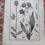 Stamped vintage botanical engraving plate natural history flowers