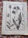 Stamped vintage botanical engraving plate natural history flowers