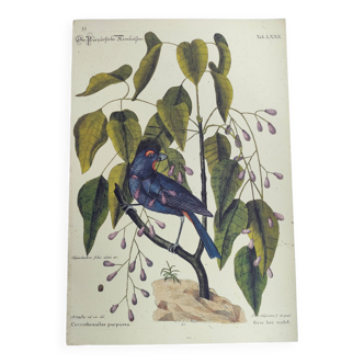 Gravure ancienne oiseau -Gros Bec Violet- Planche animal et nature de Seligmann & Catesby