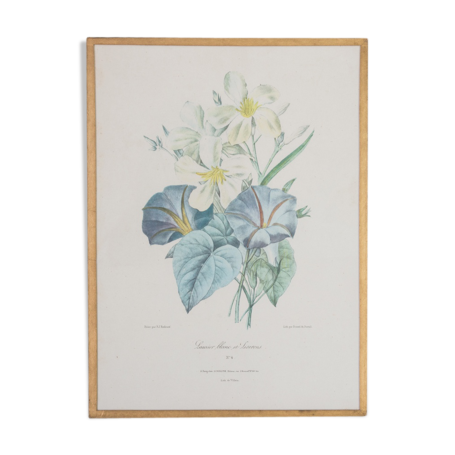 Planche de botanique "Laurier blanc et liserons"
