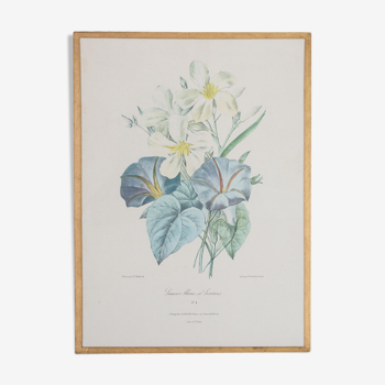 Planche de botanique "Laurier blanc et liserons"