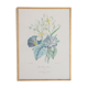 Planche de botanique "Laurier blanc et liserons"