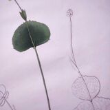 Antique botanical engraving from 1829 - Ranunculus Thora - Hand painted by Pierre-Antoine Poiteau