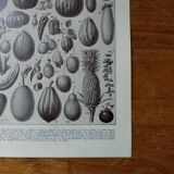 Original lithograph on fruits