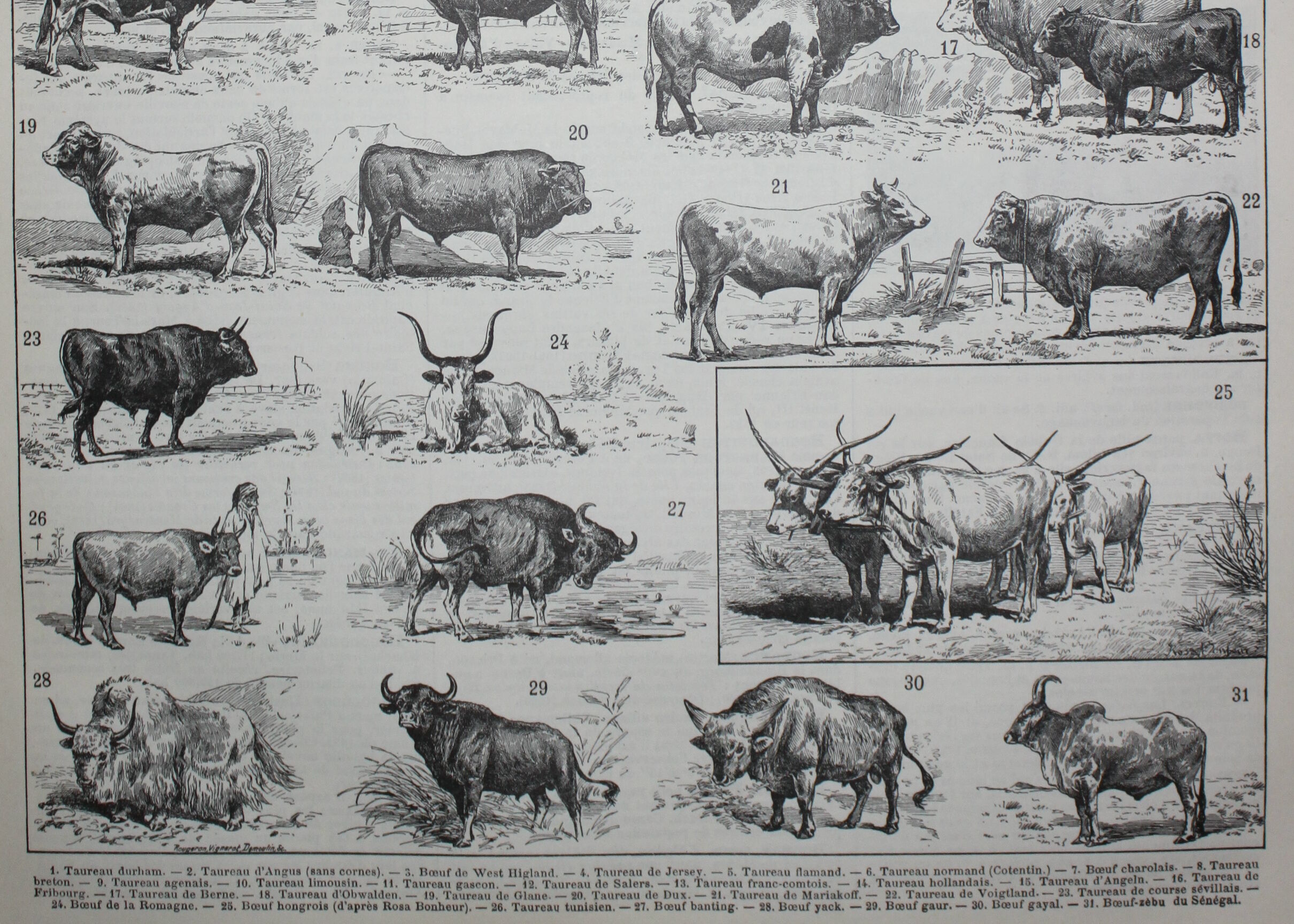 Engraving • Beef, cow, bull, calf • Original lithograph from 1898