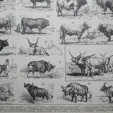 Engraving • Beef, cow, bull, calf • Original lithograph from 1898