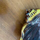 Vallauris shell dish