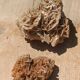 Roses des sables vintages