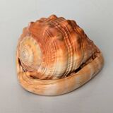 Red Helmet Shell or Bull's Mouth Helmet (Cypraecassis rufa)