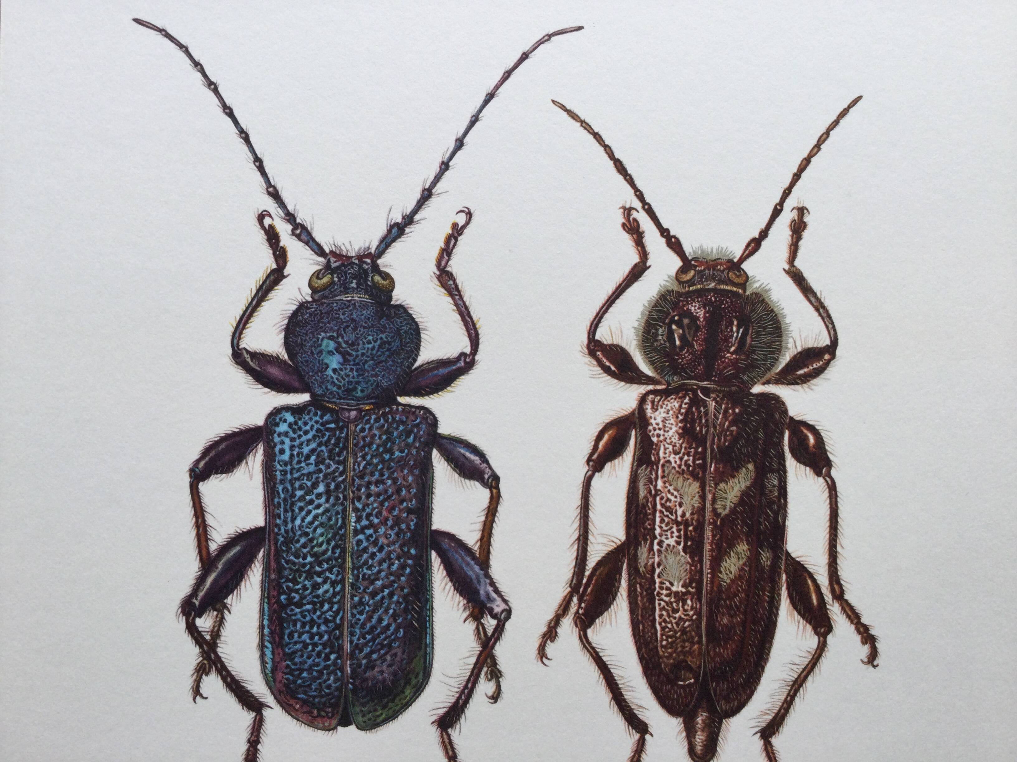 Old illustration "insects", 1960s.