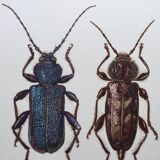 Illustration ancienne "insectes", années 60.