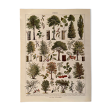 Lithograph on trees from 1928 (poplar)