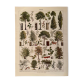 Lithograph on trees from 1928 (poplar)
