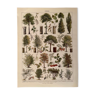 Lithograph on trees from 1928 (poplar)