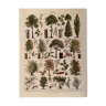 Lithographie sur les arbres de 1928 (peuplier)