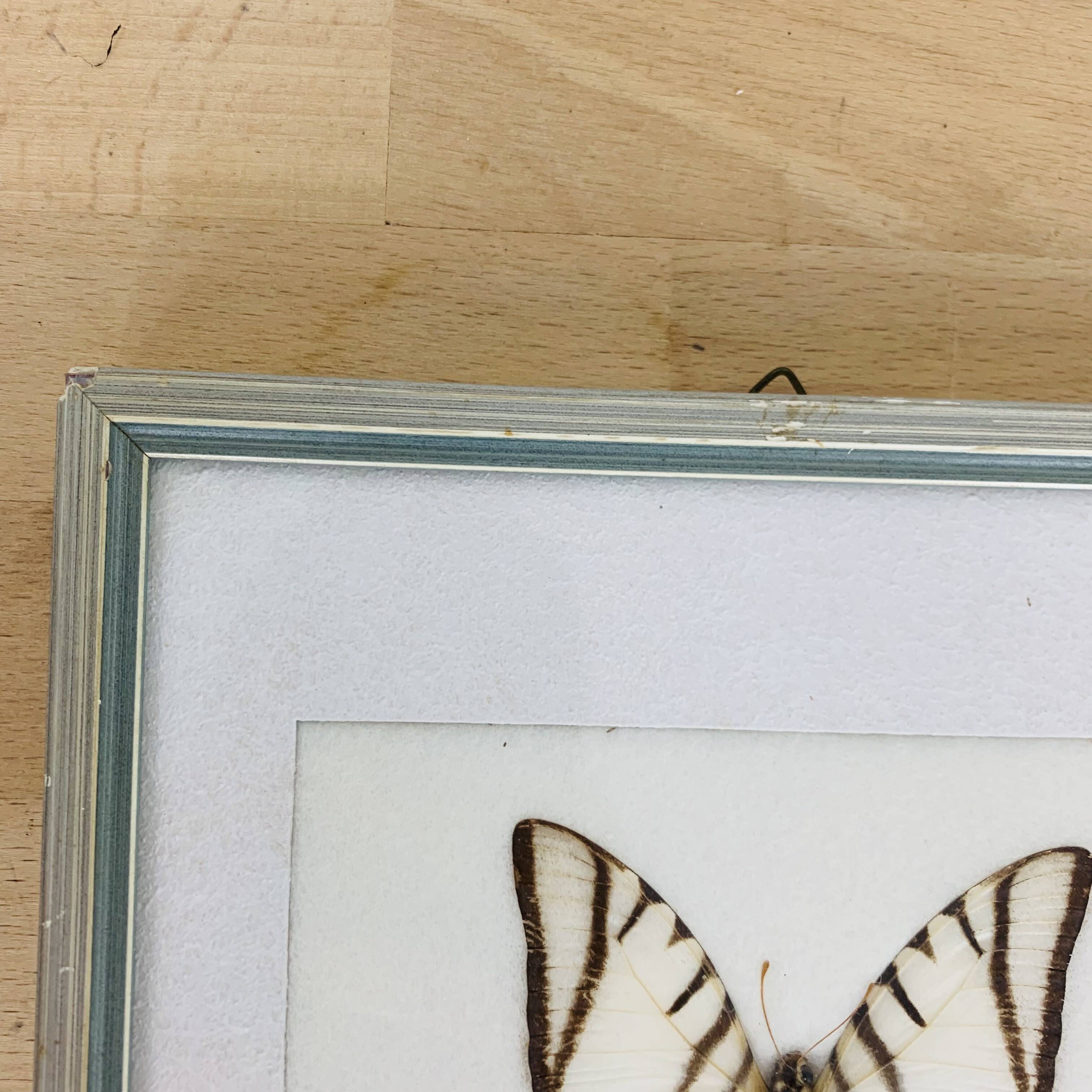 2 vintage naturalized butterfly frames