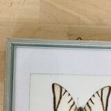 2 vintage naturalized butterfly frames