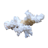 White coral branch