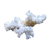Branche de corail blanc