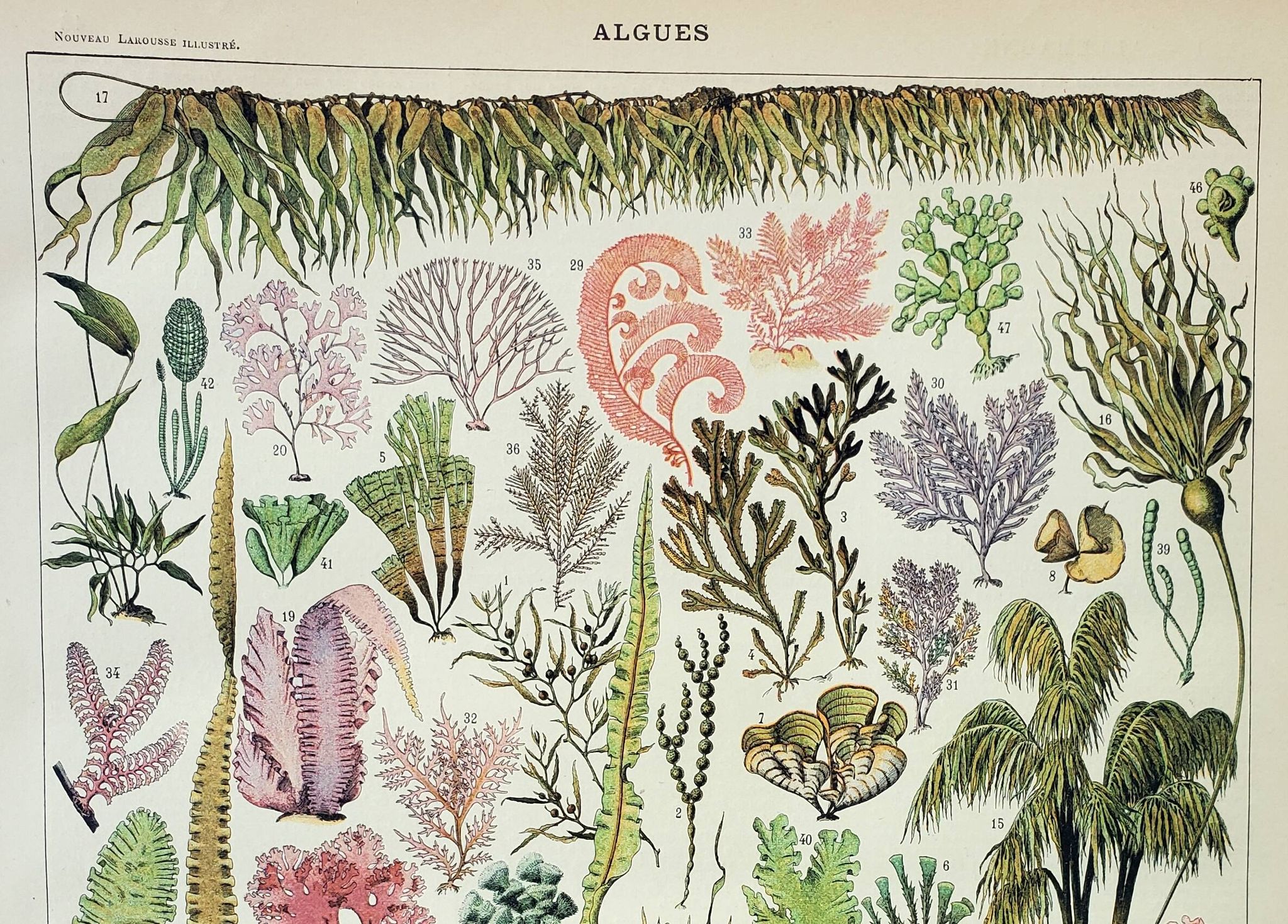 Old engraving 1898, Algae, marine plant, flora • Original and vintage lithograph