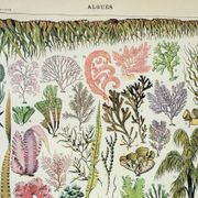 Old engraving 1898, Algae, marine plant, flora • Original and vintage lithograph