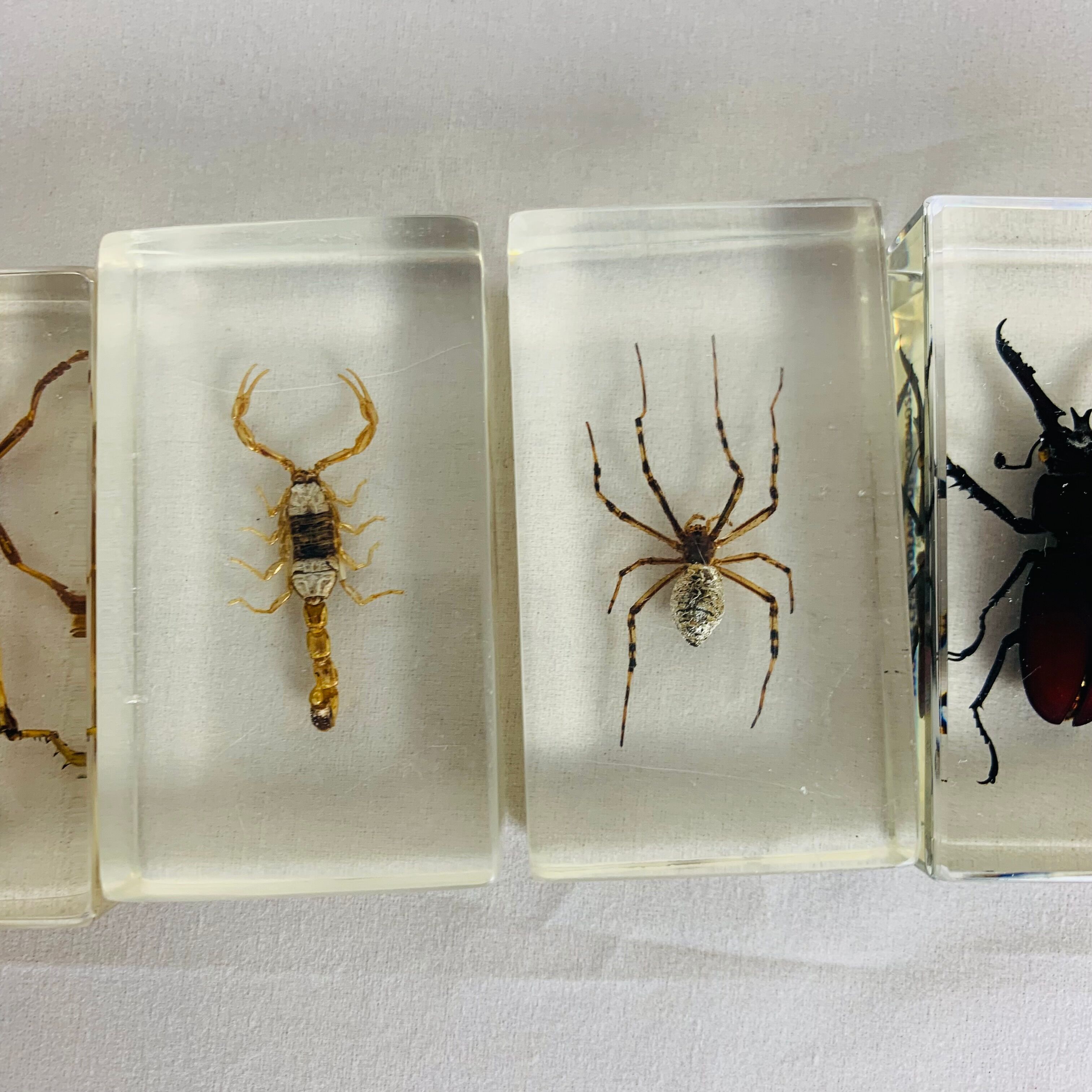 Set of 6 insects inclusion in resin