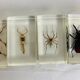 Set of 6 insects inclusion in resin