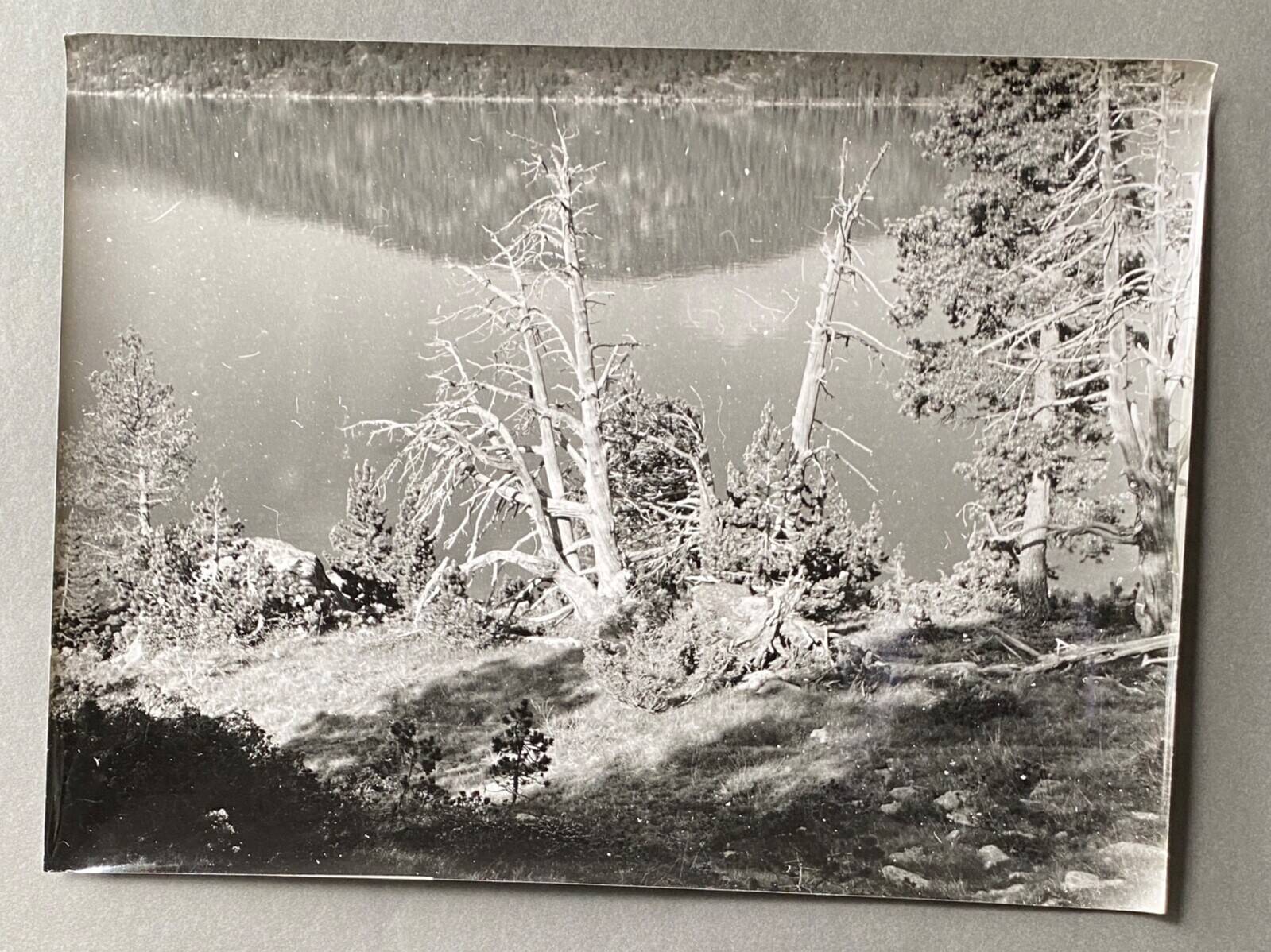 Vintage photograph by Bernard Darot, 20th century, dead tree in front of a lake