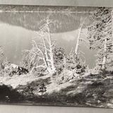 Vintage photograph by Bernard Darot, 20th century, dead tree in front of a lake