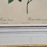 2 lithographies encadrées Rosiers P.J. Redouté